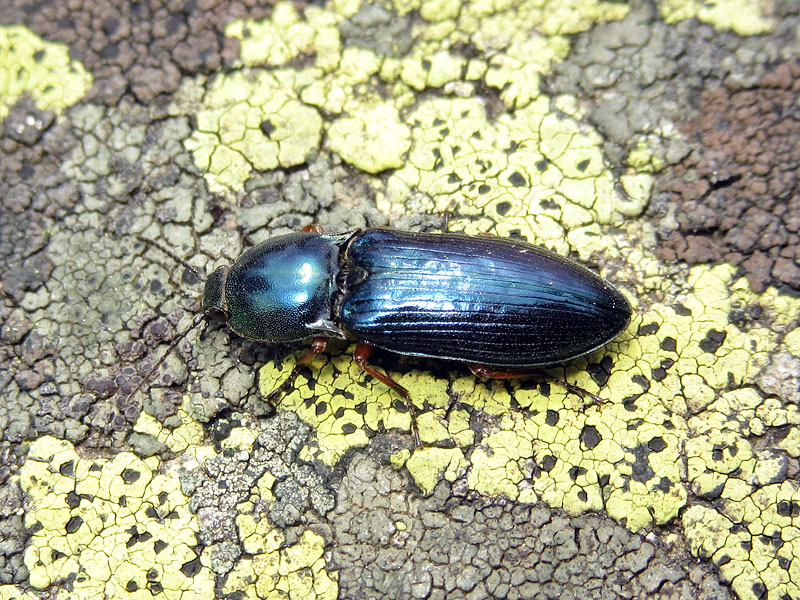 Elateridae: Selatosomus aeneus ??  Sì !